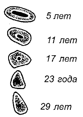 Справочник современного фермера. Птицеводство, животноводство, коневодство - i_064.png