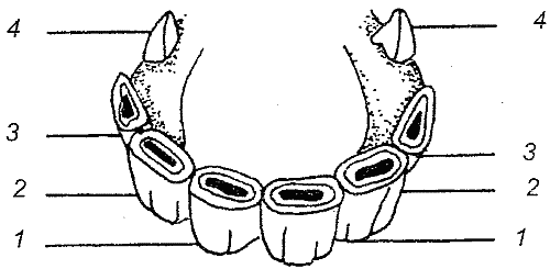 Справочник современного фермера. Птицеводство, животноводство, коневодство - i_065.png