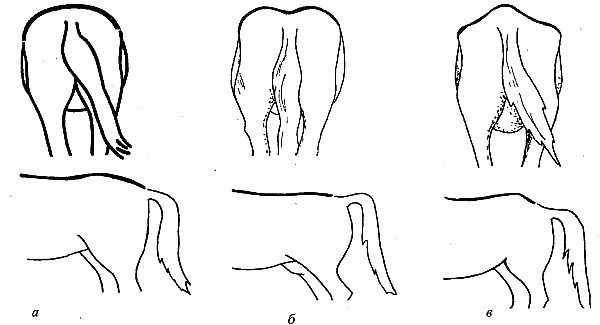 Справочник современного фермера. Птицеводство, животноводство, коневодство - i_066.png