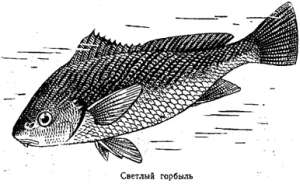 Волны над нами - i_044.jpg