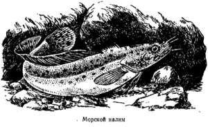 Волны над нами - i_045.jpg