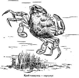 Волны над нами - i_057.jpg