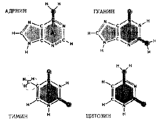 ГЕДЕЛЬ, ЭШЕР, БАХ: эта бесконечная гирлянда - i_117.png