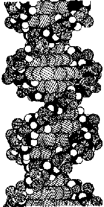 ГЕДЕЛЬ, ЭШЕР, БАХ: эта бесконечная гирлянда - i_119.png