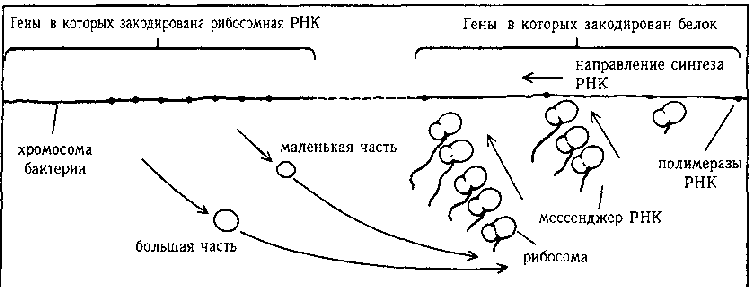 ГЕДЕЛЬ, ЭШЕР, БАХ: эта бесконечная гирлянда - i_124.png