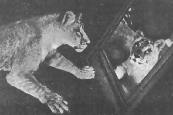 Питомцы зоопарка - i_006.jpg