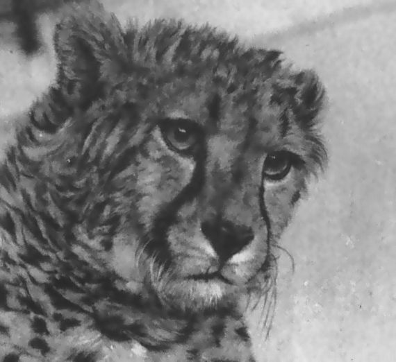 Питомцы зоопарка - i_010.jpg