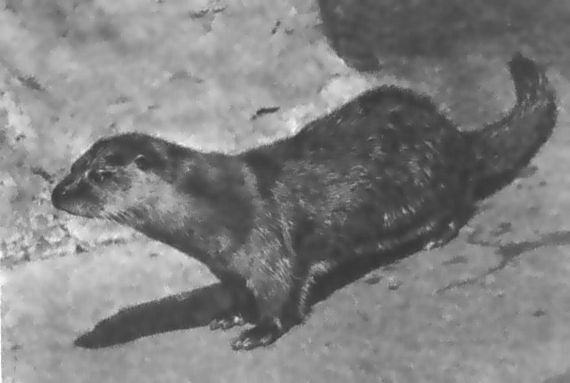 Питомцы зоопарка - i_012.jpg