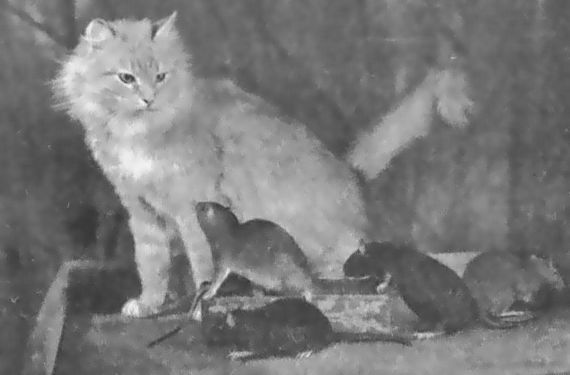 Питомцы зоопарка - i_014.jpg