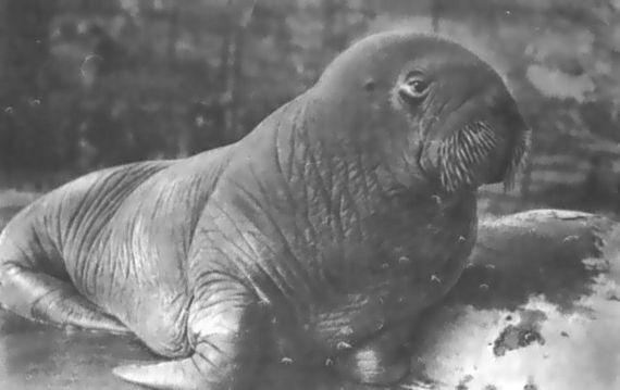 Питомцы зоопарка - i_015.jpg