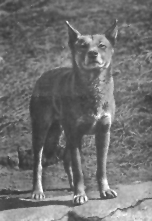 Питомцы зоопарка - i_016.jpg