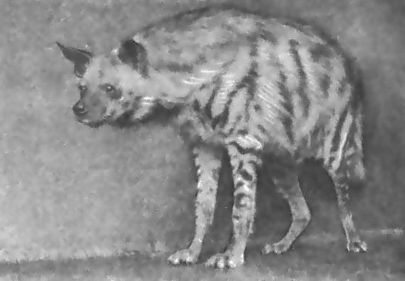 Питомцы зоопарка - i_017.jpg