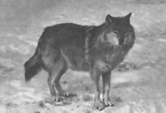 Питомцы зоопарка - i_019.jpg