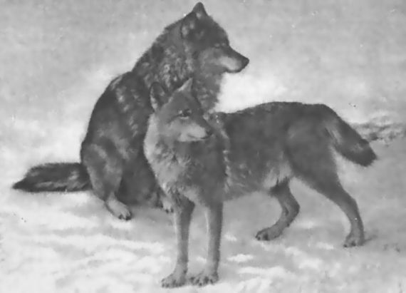 Питомцы зоопарка - i_020.jpg