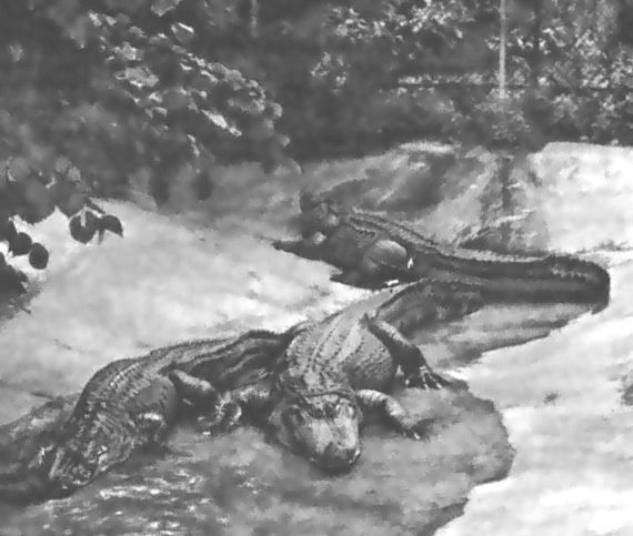 Питомцы зоопарка - i_023.jpg