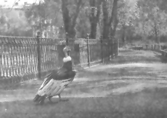 Питомцы зоопарка - i_025.jpg