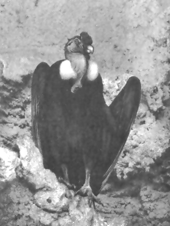 Питомцы зоопарка - i_026.jpg