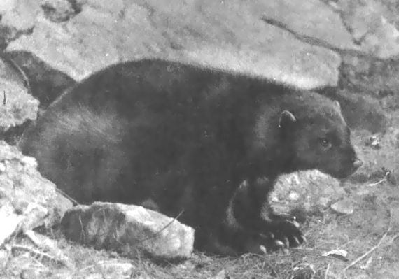 Питомцы зоопарка - i_027.jpg