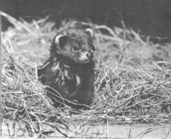 Питомцы зоопарка - i_028.jpg