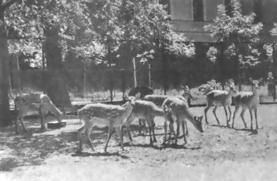 Питомцы зоопарка - i_033.jpg