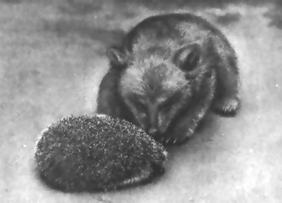 Питомцы зоопарка - i_035.jpg