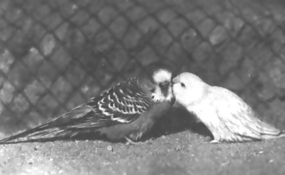 Питомцы зоопарка - i_036.jpg