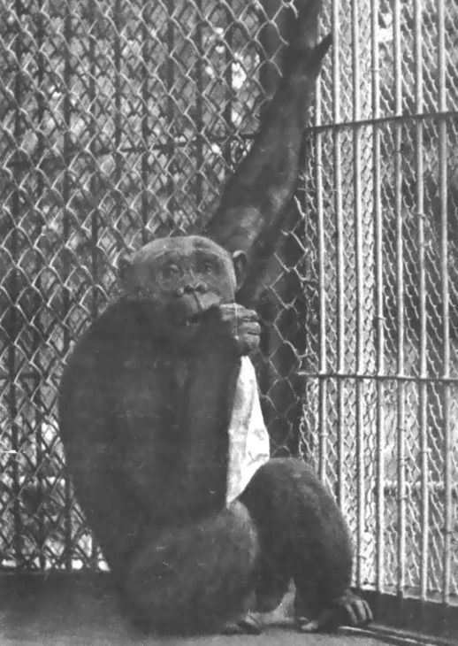 Питомцы зоопарка - i_037.jpg