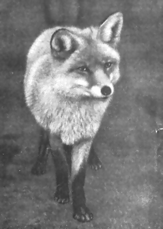 Питомцы зоопарка - i_038.jpg