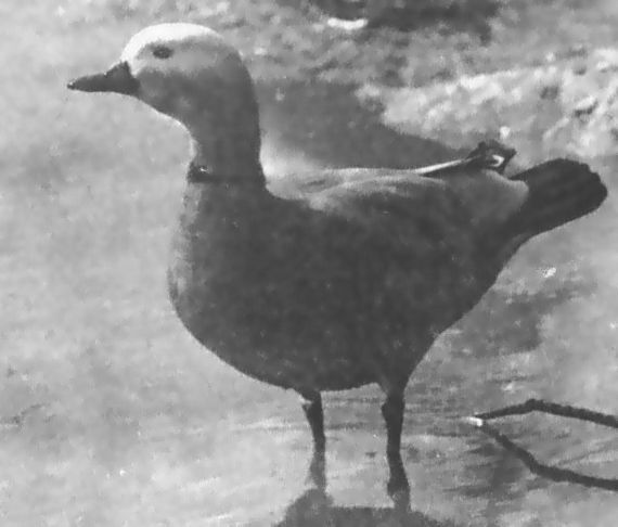 Питомцы зоопарка - i_042.jpg