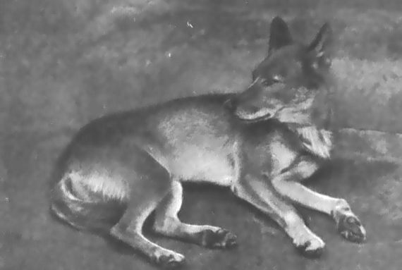 Питомцы зоопарка - i_043.jpg