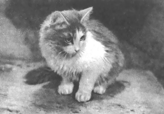 Питомцы зоопарка - i_044.jpg