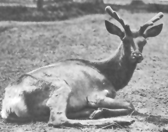 Питомцы зоопарка - i_046.jpg