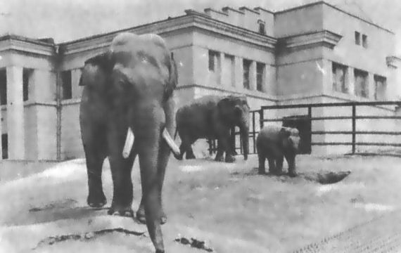 Питомцы зоопарка - i_049.jpg