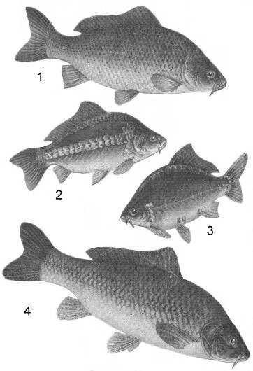 Карась. Все способы ловли - i_001.jpg