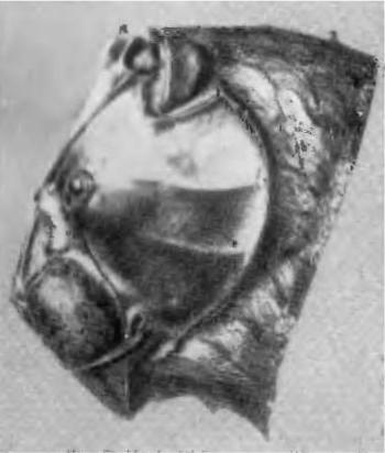 Шлиман. "Мечта о Трое" - i_017.jpg