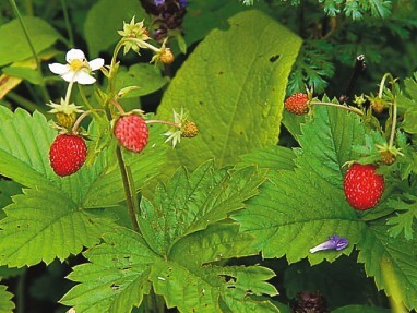 Смотрю и стройнею - i_017.jpg