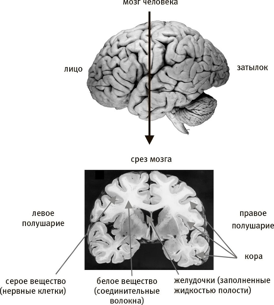 Мозг и душа. Как нервная деятельность формирует наш внутренний мир - i_001.jpg