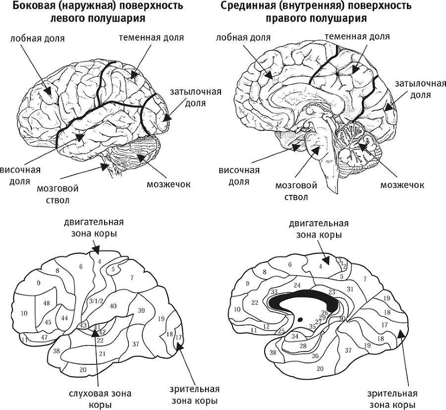 Мозг и душа. Как нервная деятельность формирует наш внутренний мир - i_005.png