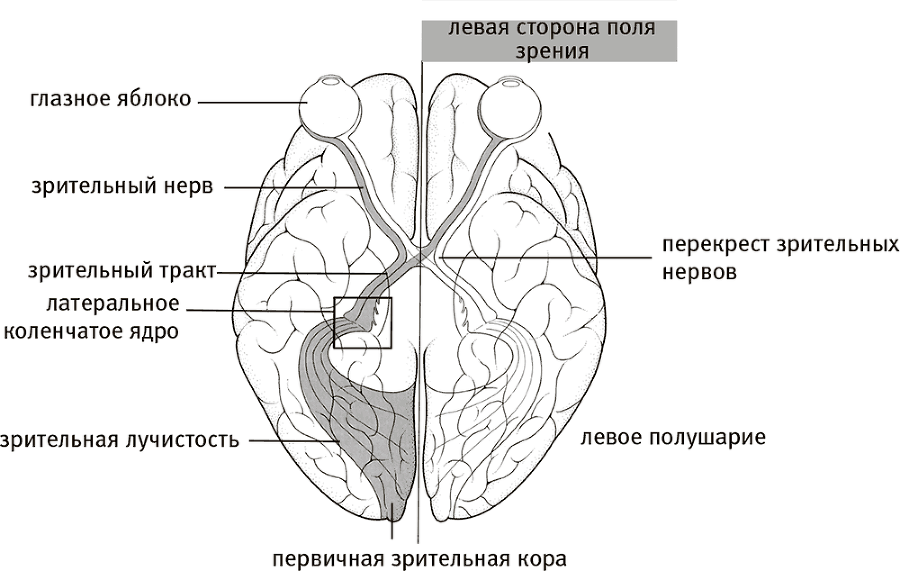 Мозг и душа. Как нервная деятельность формирует наш внутренний мир - i_010.png