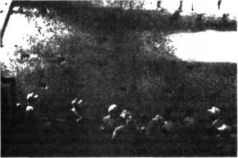 Космический код. Генная инженерия богов - pic_85.jpg