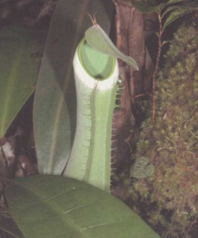 Умные растения - i_003.jpg