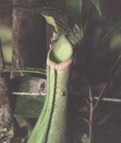 Умные растения - i_004.jpg