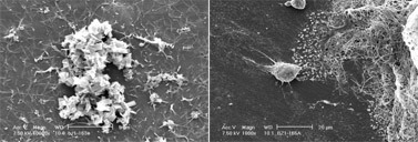 Журнал «Компьютерра» № 12 от 28 марта 2006 года - _632r2i1.jpg