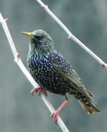 Журнал «Компьютерра» № 18 от 16 мая 2006 года - _638j1b911.jpg