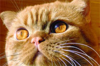 Журнал «Компьютерра» № 24 от 27 июня 2006 года - _644b1t9.jpg