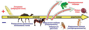 Журнал «Компьютерра» № 24 от 27 июня 2006 года - _644d17k1.jpg