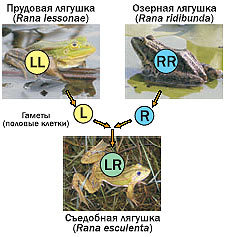 Журнал «Компьютерра» № 24 от 27 июня 2006 года - _644i17a2.jpg
