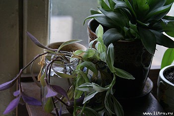 Журнал «Компьютерра» № 33 от 12 сентября 2006 года - _ogorod653_8.jpg