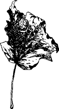 Генри Лонгфелло. Песнь о Гайавате. Уолт Уитмен. Стихотворения и поэмы. Эмили Дикинсон. Стихотворения. - i_033.jpg