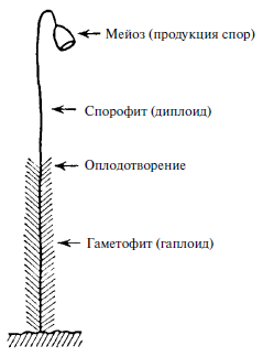 Что такое жизнь? - i_008.png